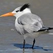Royal Tern